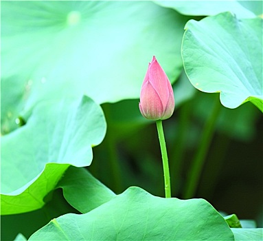 bạch thủ miền bắc
