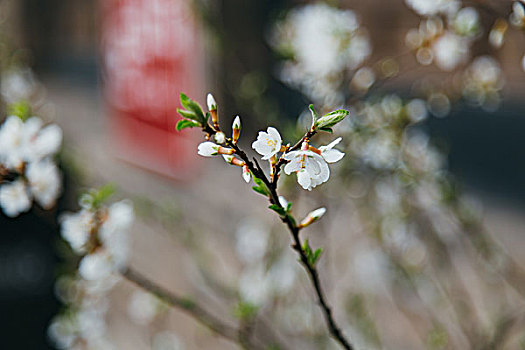 soi cau lo hai nhay rong bach kim