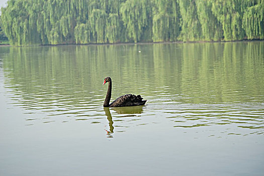 cầu lô