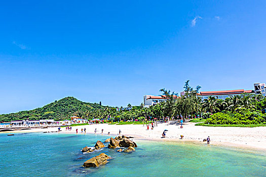 bạch thu lo