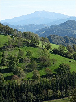 soi cau bach thu hom nay