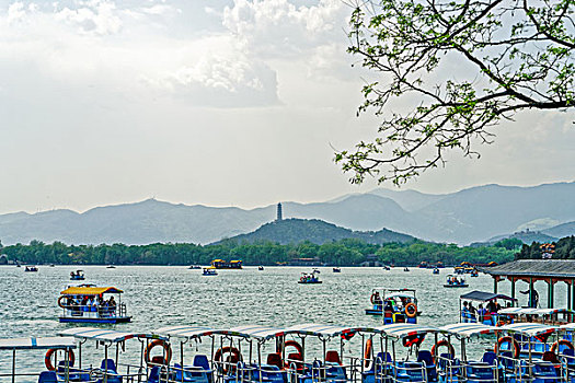xs rong vang bach kim