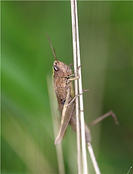 chỉ cách đánh đề
